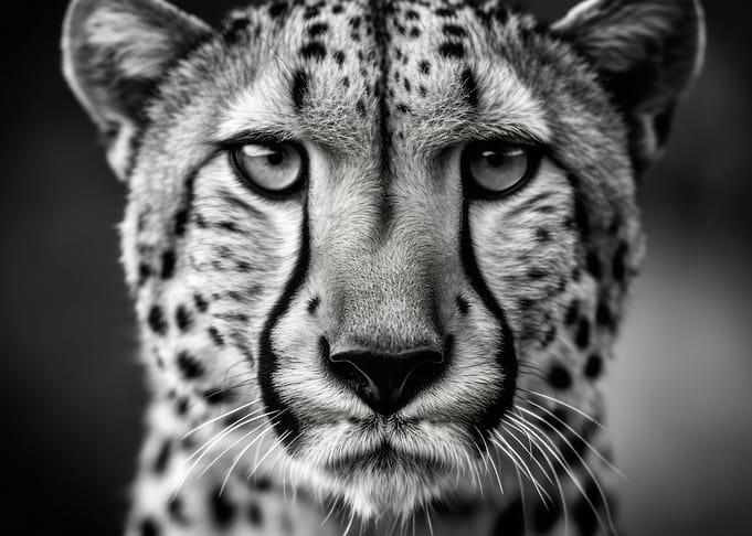 Cheetah Wildlife Photo