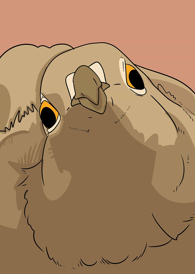 cute dove face