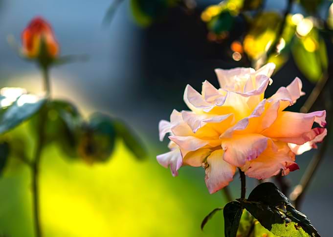 Roses