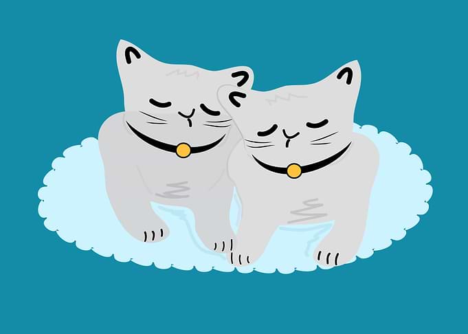 Cat day1