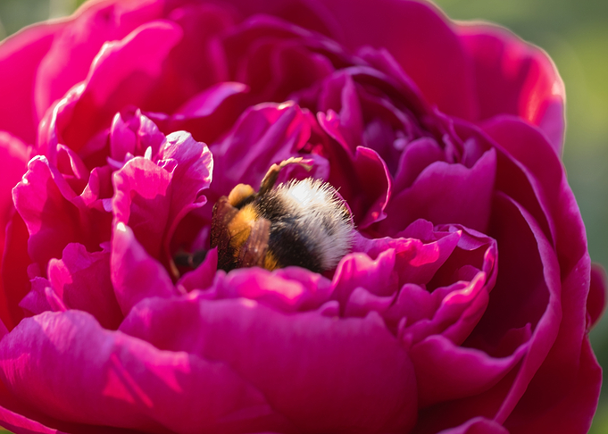 Bee asleep in big rose