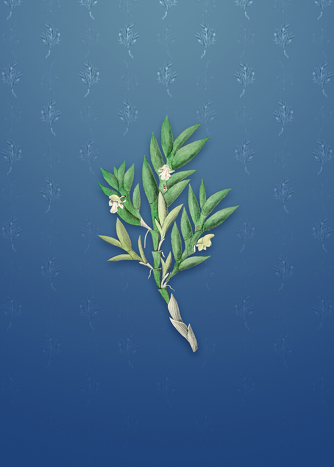 Two Edged Dendrobium
