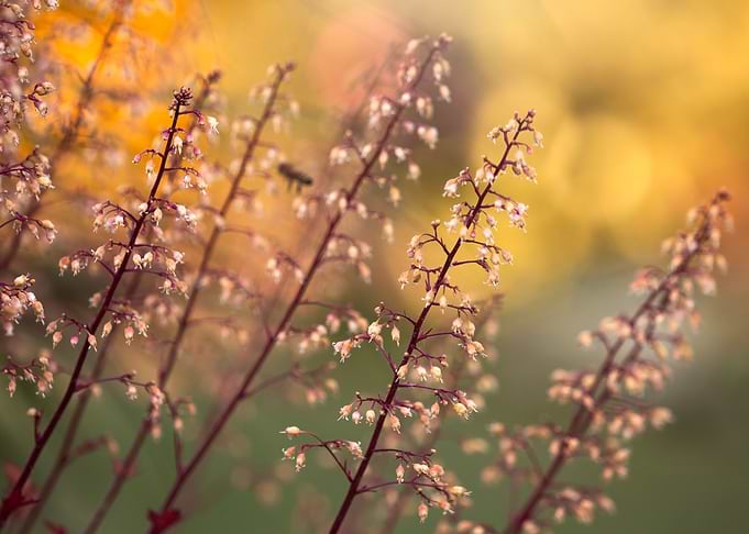 Spring flowers