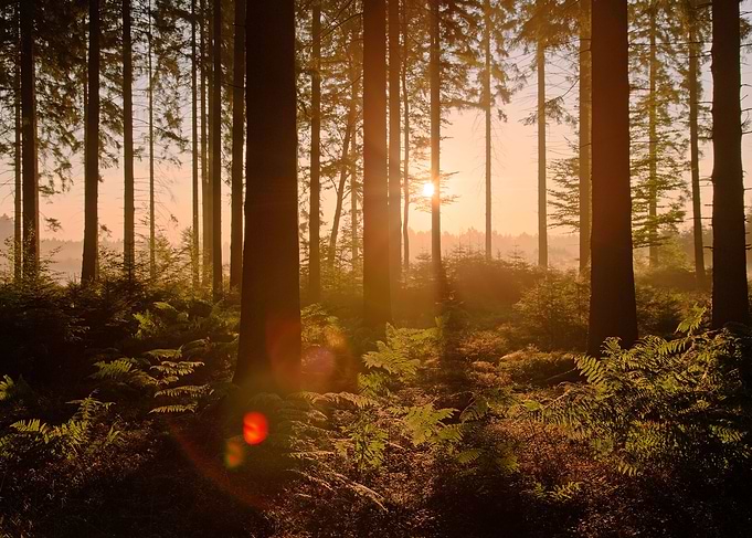 Sunrise in the woods