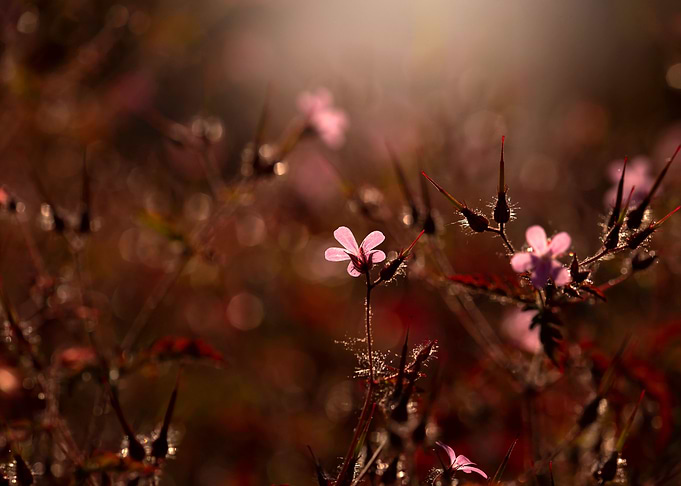 Evening meadow