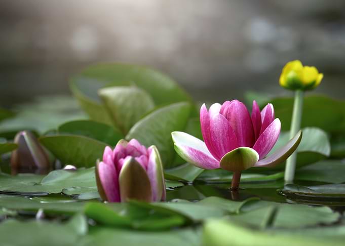 Water lilies