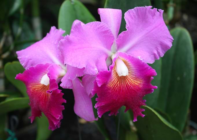 Hawaii Pink Purple Orchids