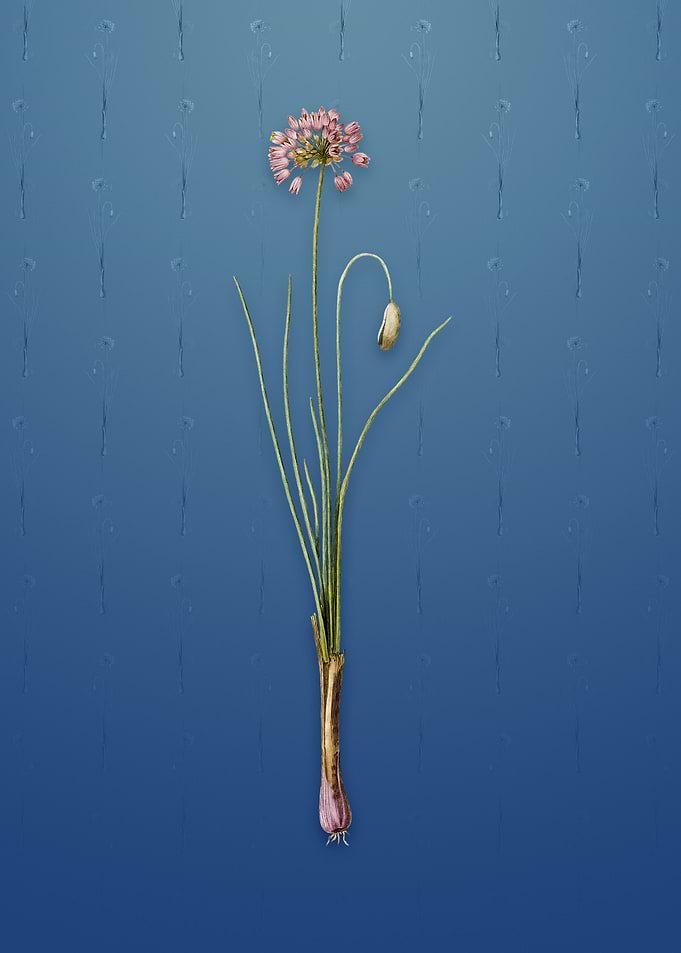 Vintage Autumn Onion