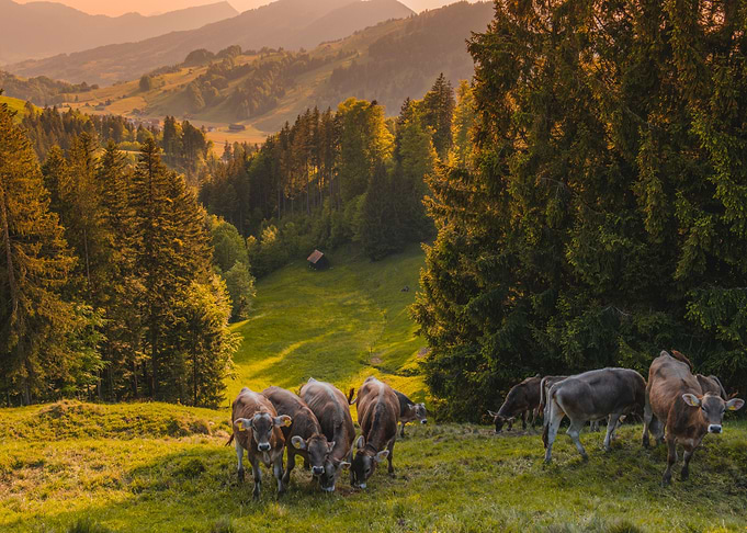 Cows in Switzerland