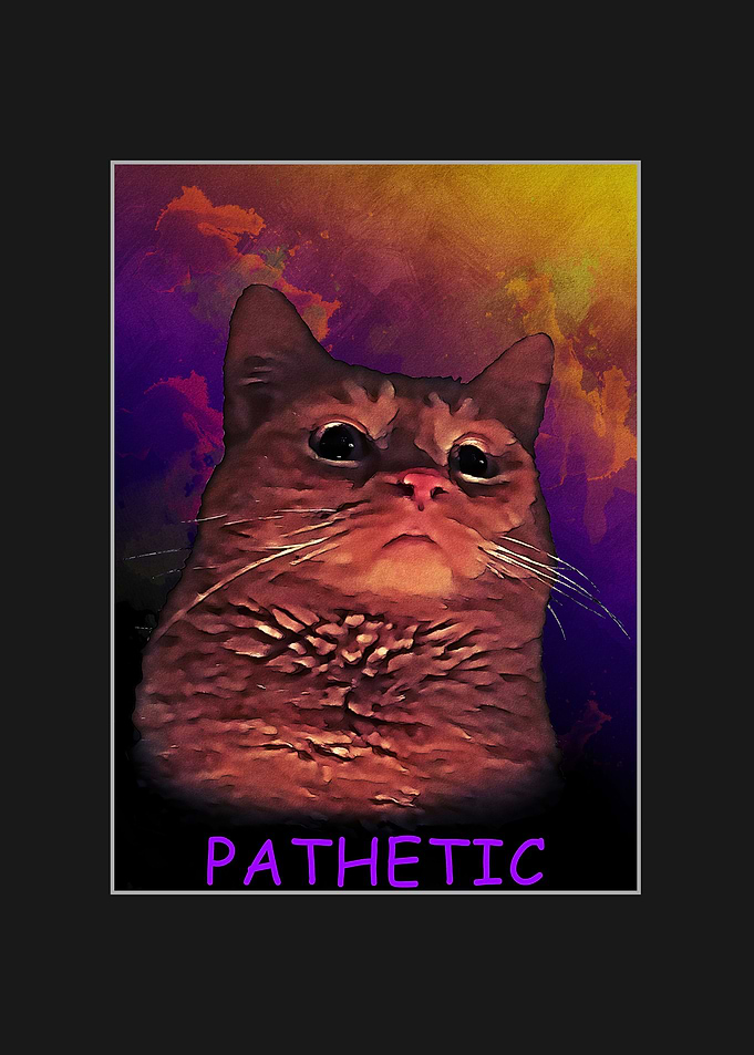 Cat Meme