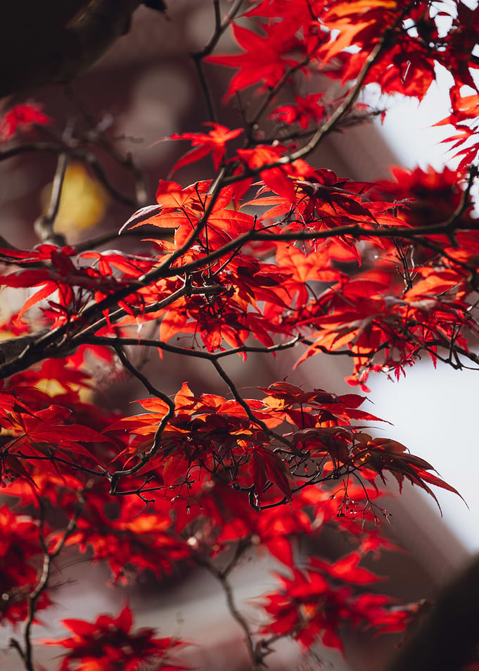 maple leaf
