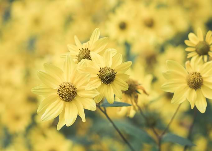 Sunflower Dream