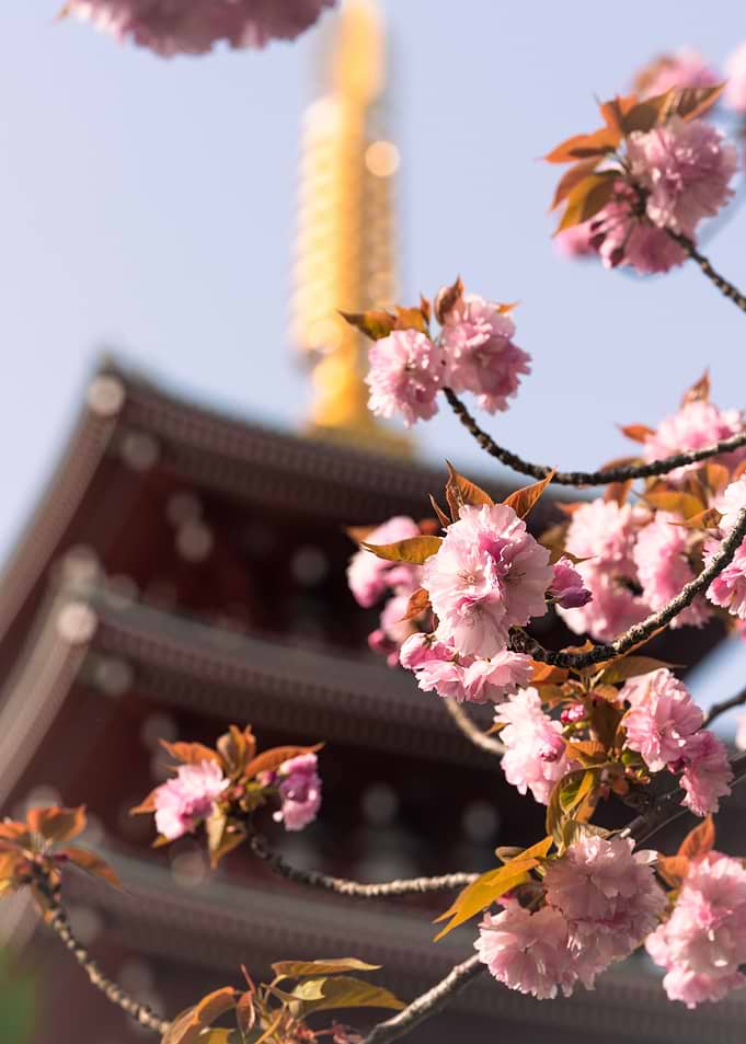 Japanese flower