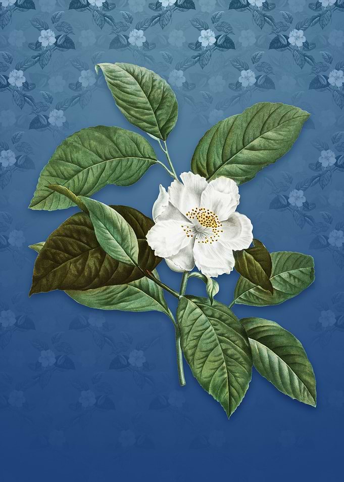 Vintage Stewartia Tree