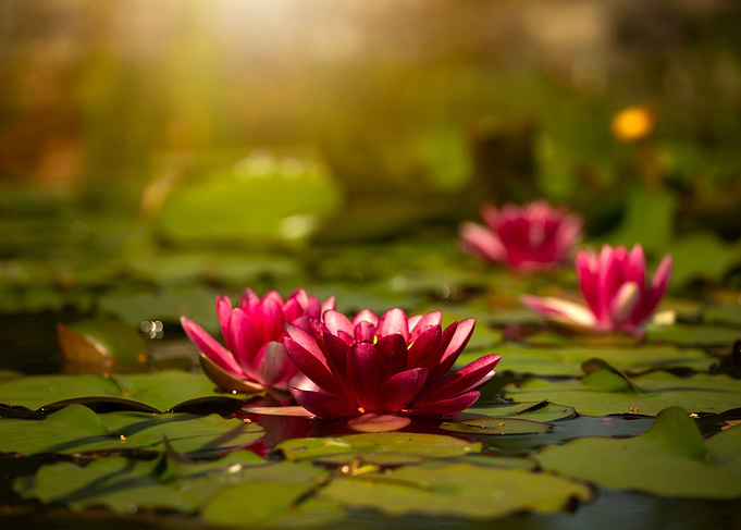 Water lilies