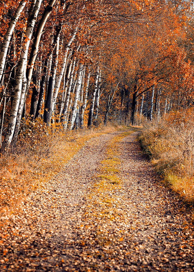 Autumn alley among birches