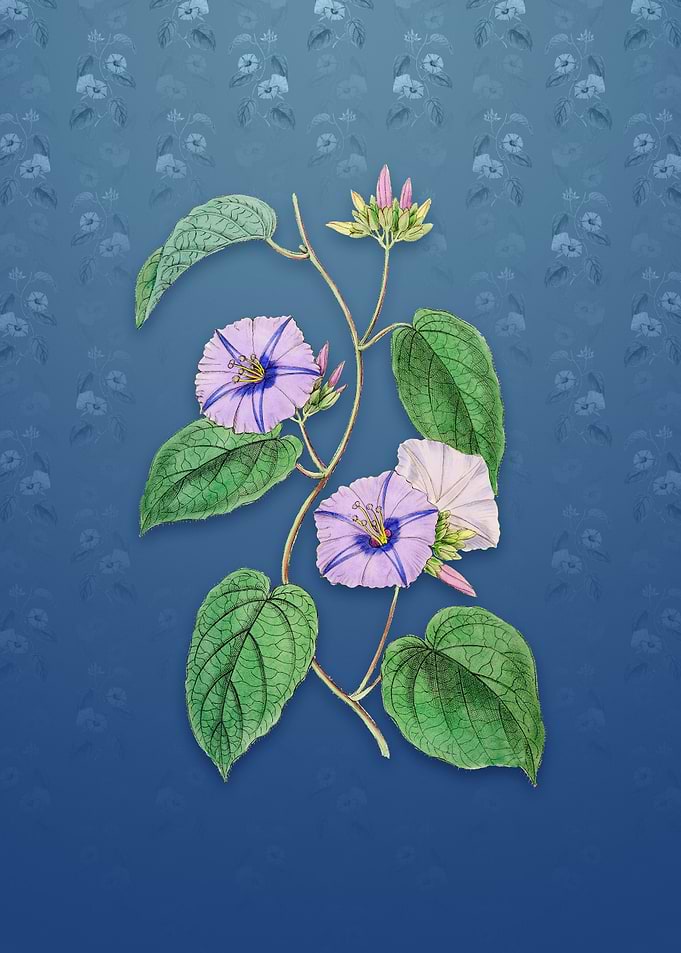 Hoary Jacquemontia Flower