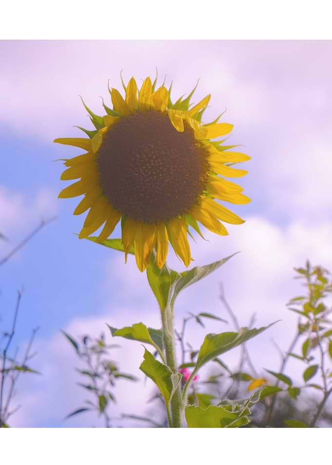 aesthetic sunflower