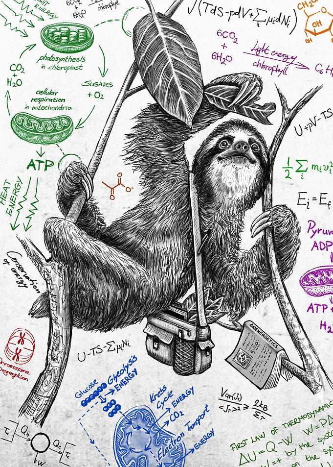 Sloth in Bioenergetics W
