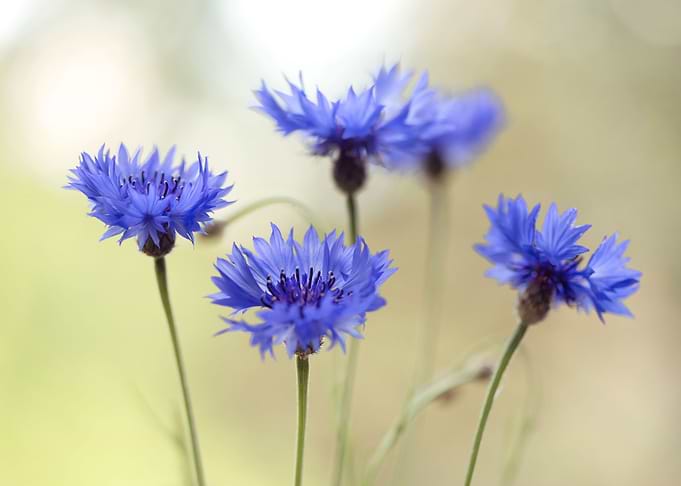 Blue spring flowers