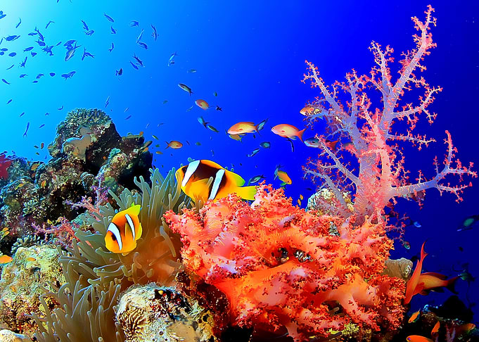 wild fish