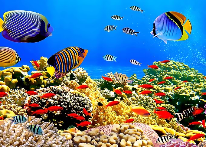 wild fish