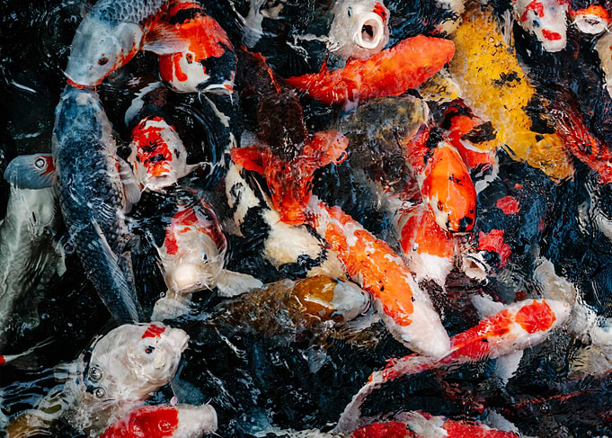 Japanese carp