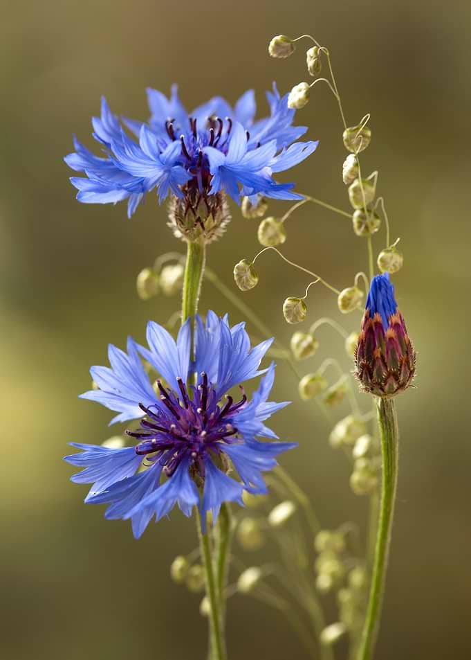 Blue spring flowers