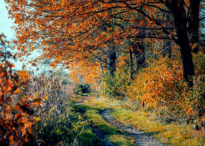 Autumn road, trees, Poland