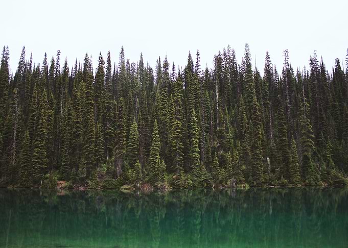 Forest Trees at Lake
