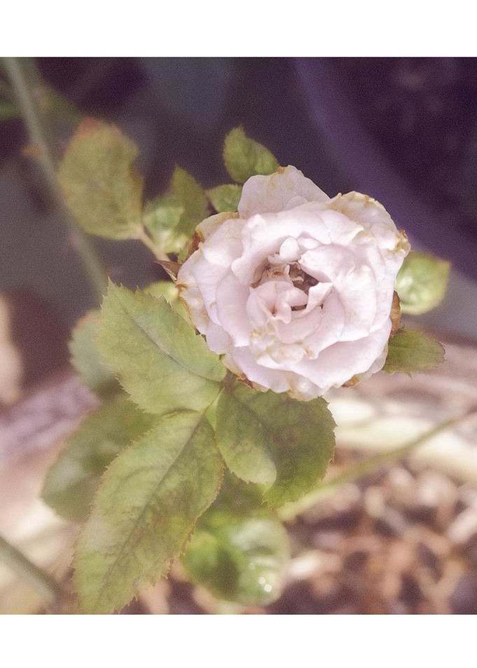 white rose