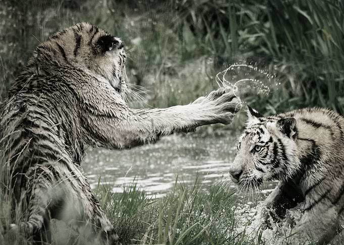 TWO TIGER