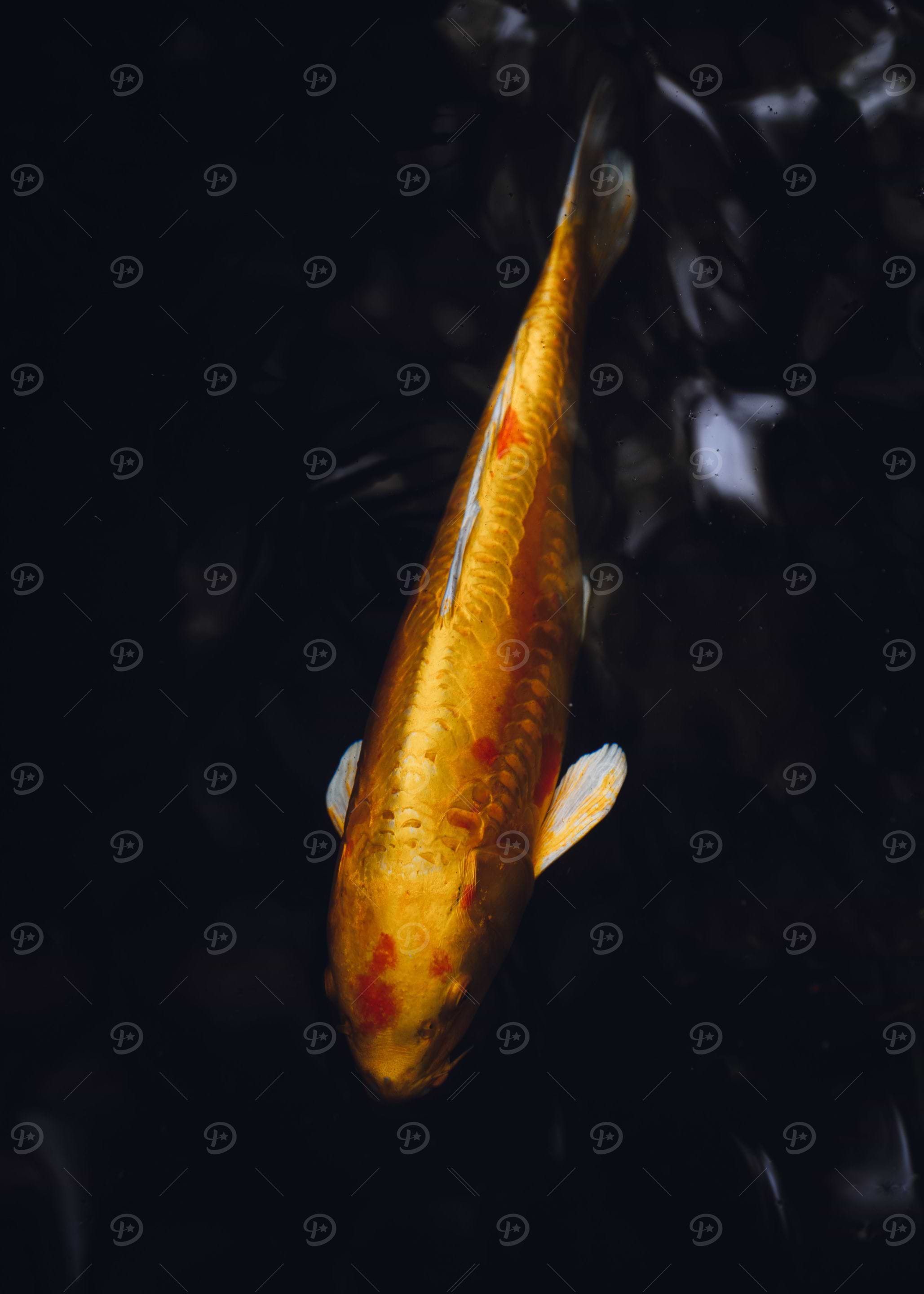 Japanese carp