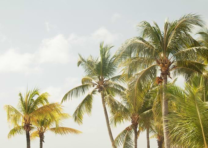Caribbean Palm Trees 3