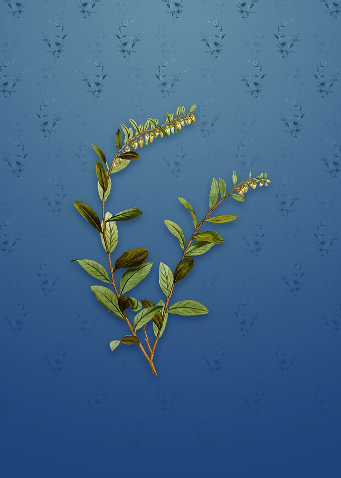 Andromeda Marginata Bloom