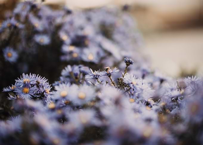 Moody Aster 5