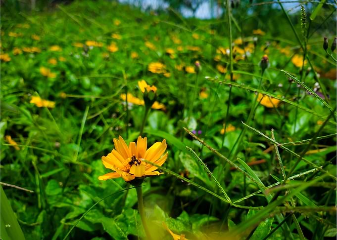yellow summer flower