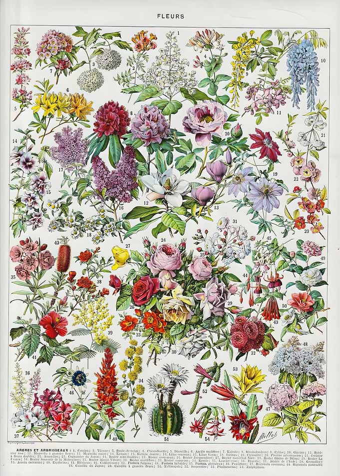 Vintage Adolphe Millot