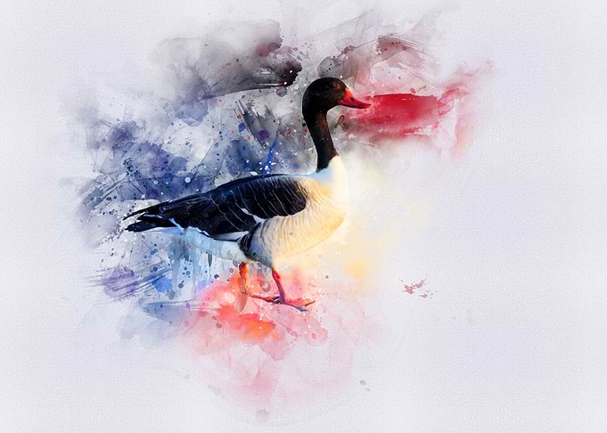 Duck watercolor