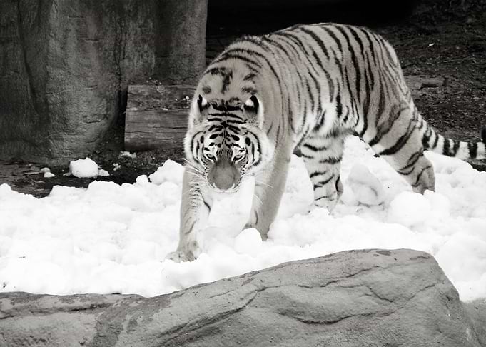 TIGER