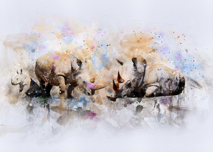 Rhinos