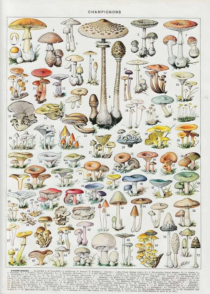 Vintage Adolphe Millot
