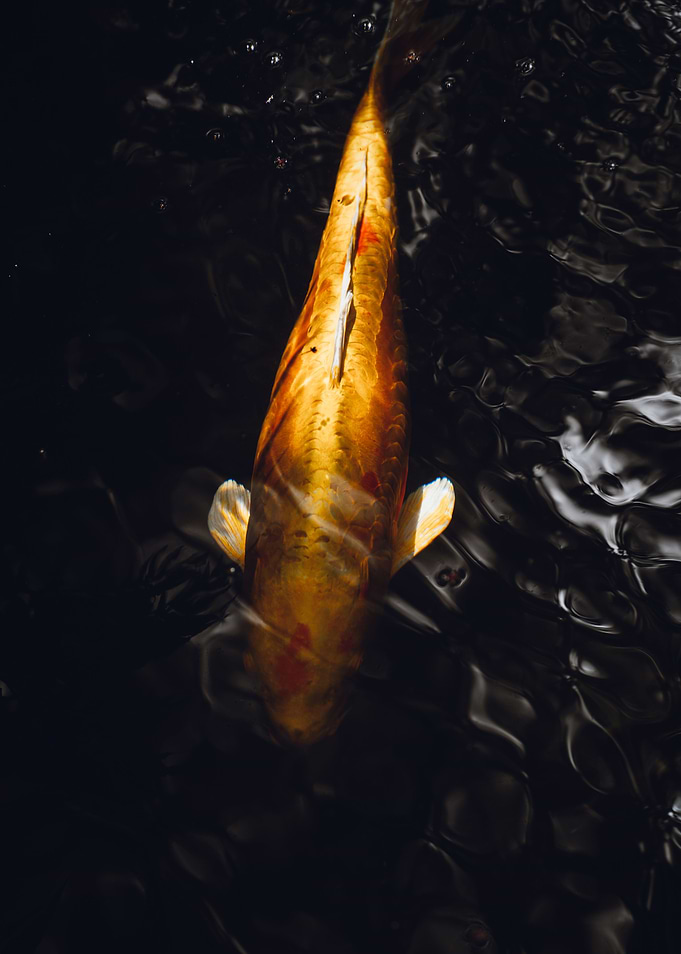 carp Japanese