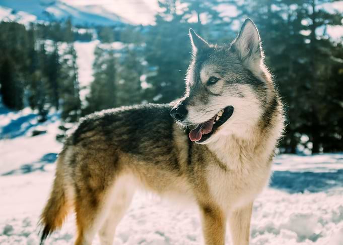Wolf