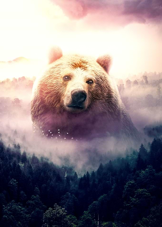 The Bear Looks