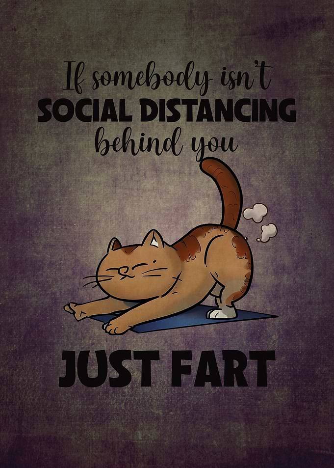 animal cat funny