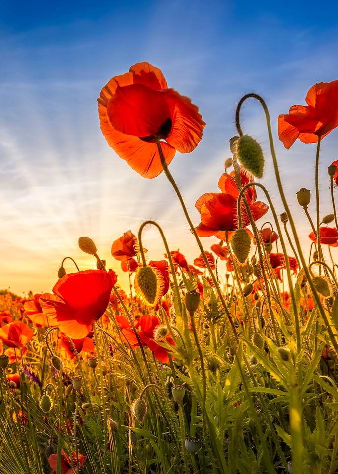 Fascinating poppies