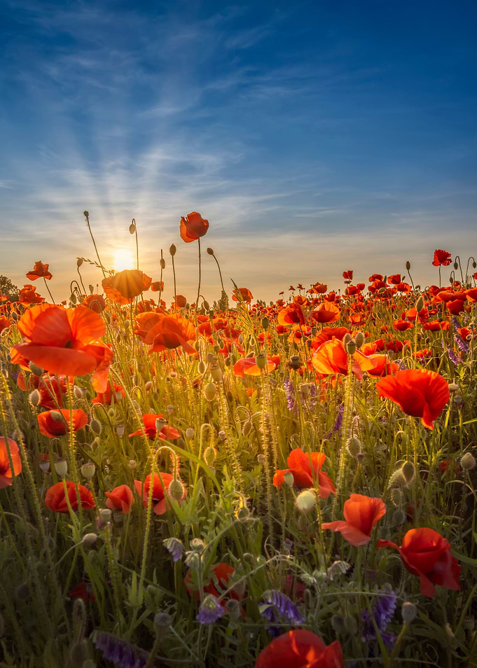 Poppies in a lovely sunset