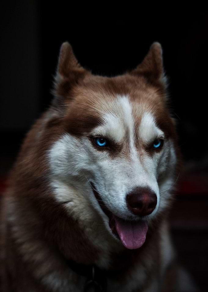 Cute Husky