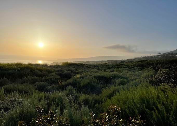 Superbloom Ocean Sunset